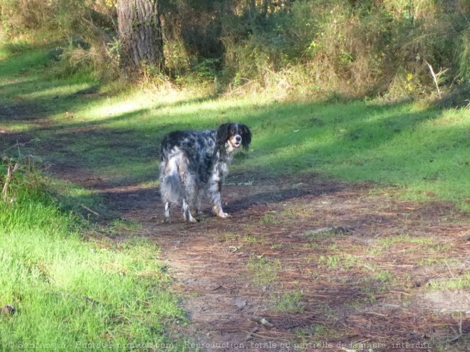 Photo de Setter anglais