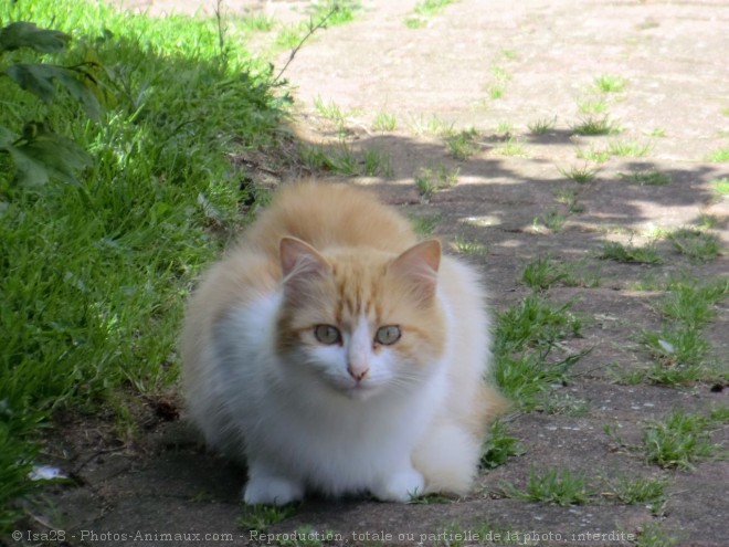 Photo de Chat domestique