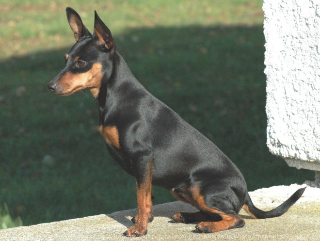 Photo de Pinscher nain