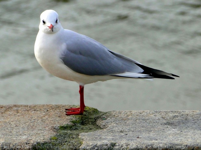 Photo de Mouette