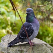 Photo de Pigeon