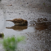 Photo de Moineau