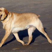 Photo de Labrador retriever