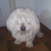 Photo de Bichon maltais