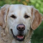 Photo de Golden retriever