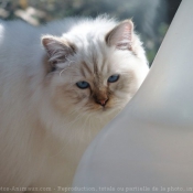 Photo de Sacr de birmanie