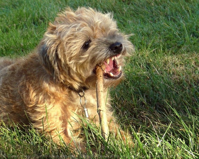 Photo de Border terrier