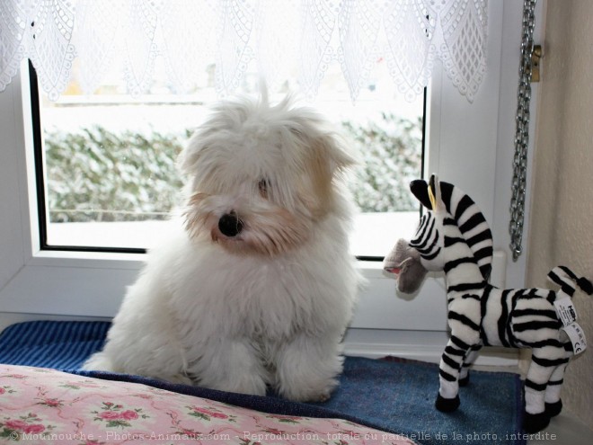 Photo de Coton de tulear