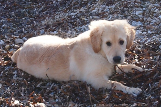 Photo de Retriever  poil boucl