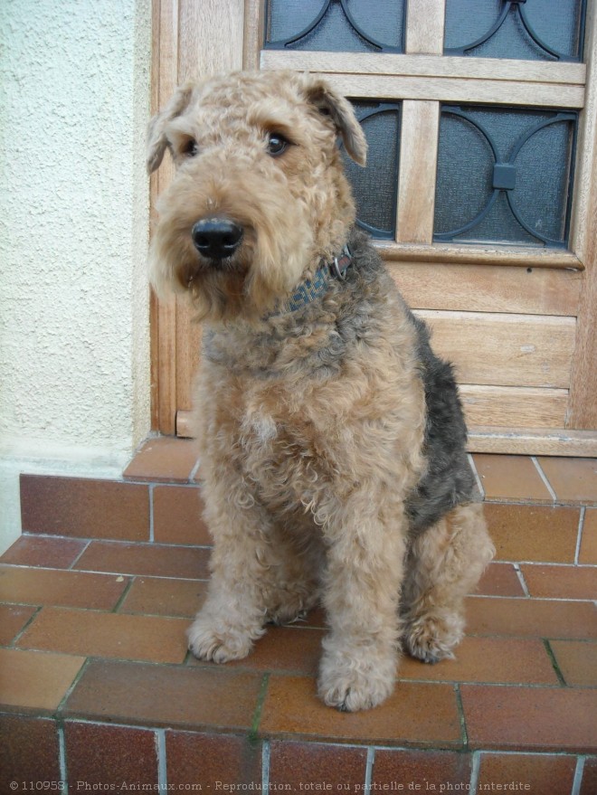 Photo d'Airedale terrier