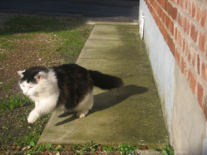 Photo de Chat domestique