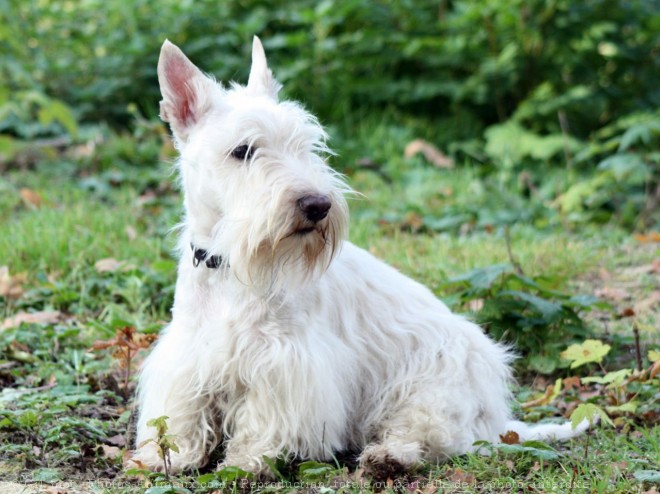 Photo de Scottish terrier