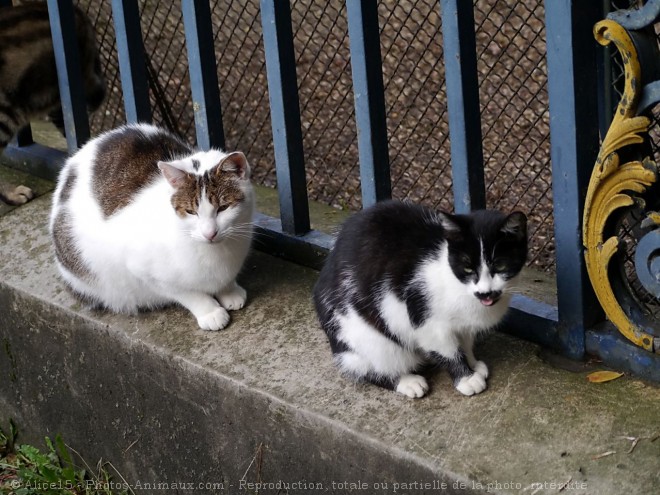 Photo de Chat domestique