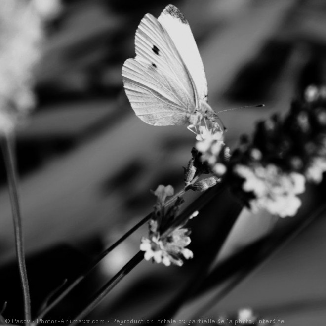 Photo de Papillon