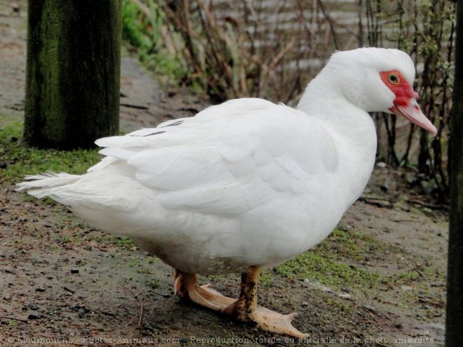 Photo de Canard de barbarie