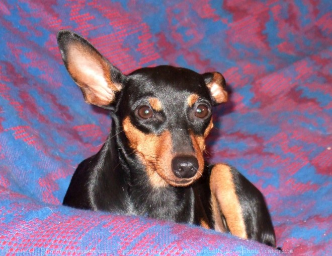 Photo de Pinscher nain