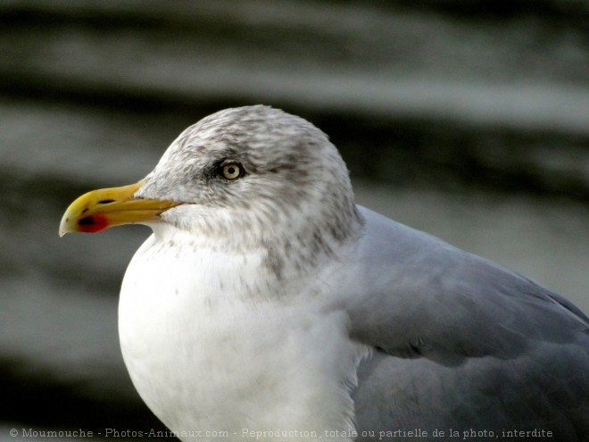 Photo de Goeland