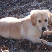 Photo de Retriever  poil boucl