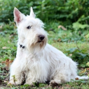 Photo de Scottish terrier