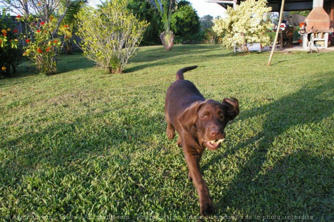 Photo de Labrador retriever