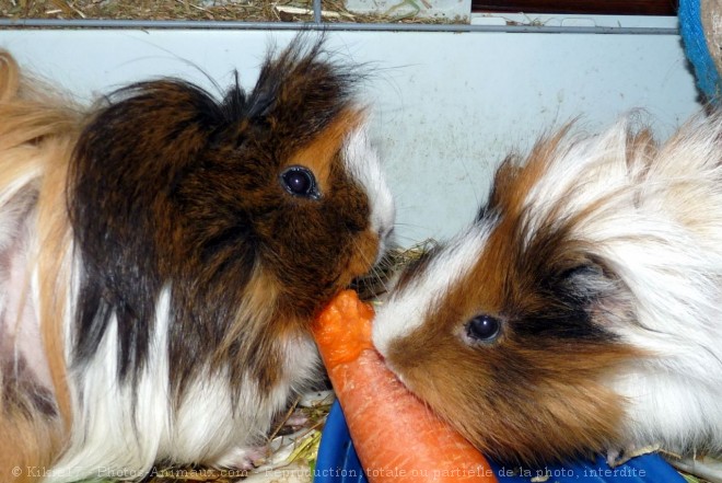 Photo de Cochon d'inde - races diffrentes