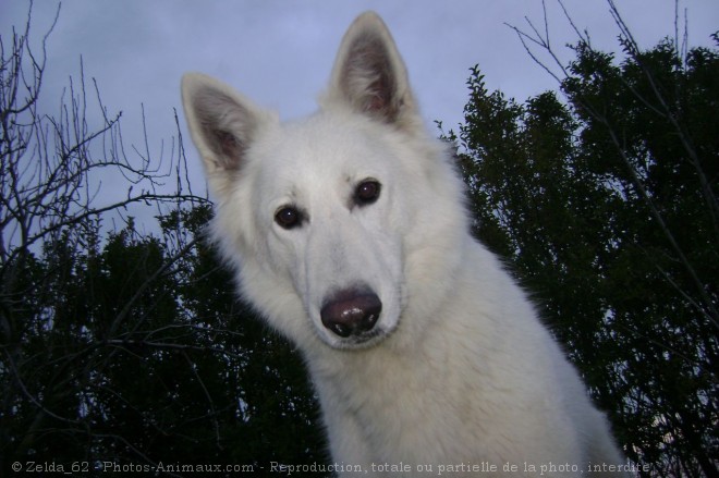 Photo de Berger blanc suisse