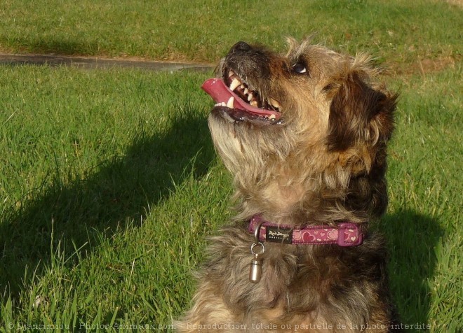 Photo de Border terrier