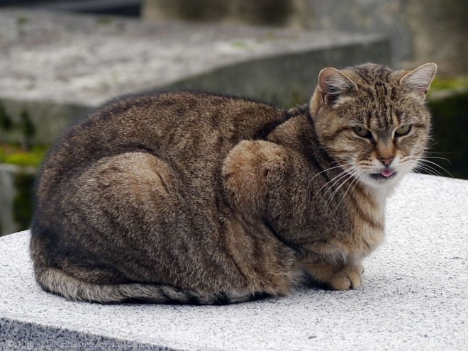 Photo de Chat domestique