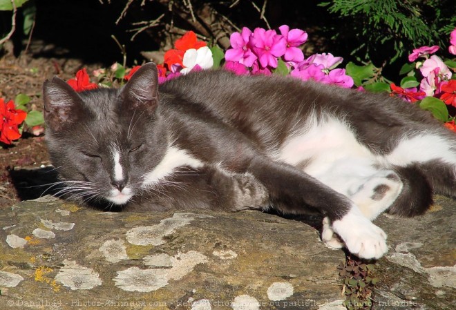 Photo de Chat domestique