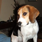 Photo de Beagle