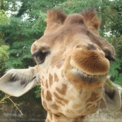 Photo de Girafe