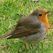 Photo de Rouge gorge