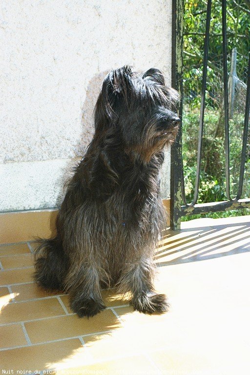 Photo de Chien de berger des pyrenes  poil long