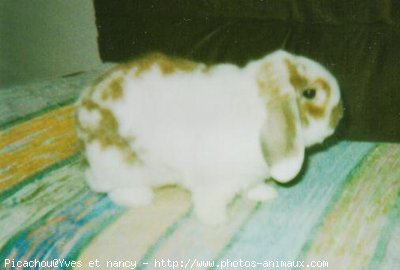 Photo de Lapin