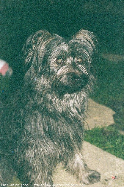 Photo de Chien de berger des pyrenes  poil long