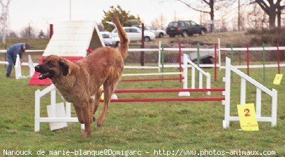 Photo de Leonberg