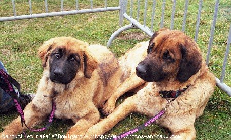 Photo de Leonberg