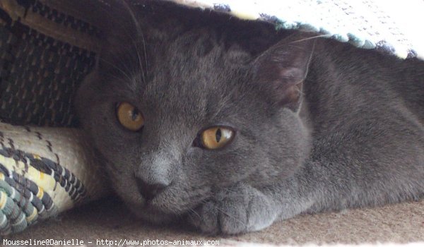 Photo de Chartreux