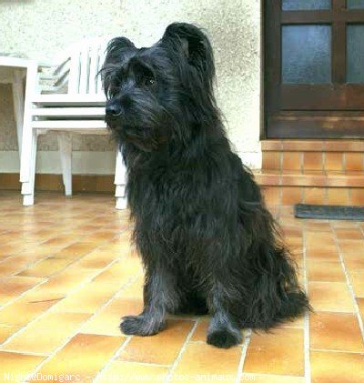 Photo de Chien de berger des pyrenes  poil long