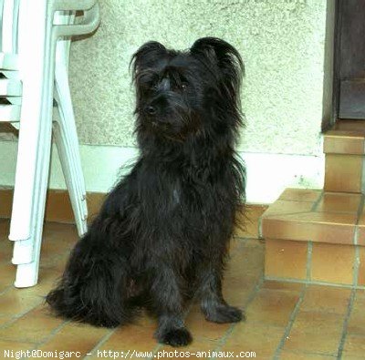 Photo de Chien de berger des pyrenes  poil long