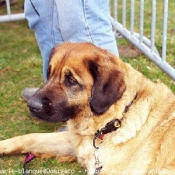 Photo de Leonberg