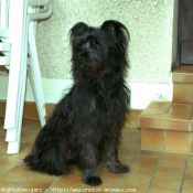 Photo de Chien de berger des pyrenes  poil long