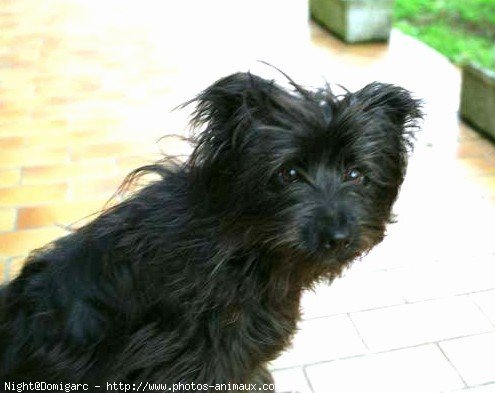 Photo de Chien de berger des pyrenes  poil long