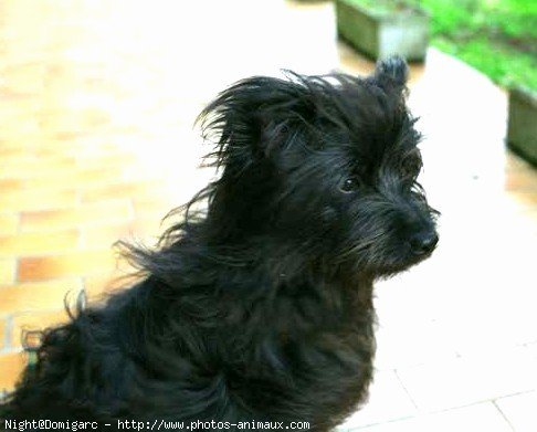 Photo de Chien de berger des pyrenes  poil long