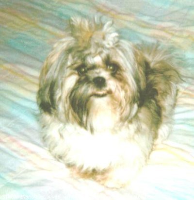 Photo de Shih tzu