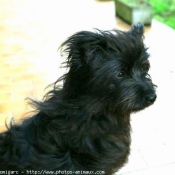 Photo de Chien de berger des pyrenes  poil long