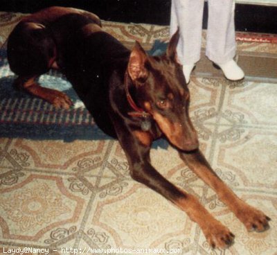 Photo de Dobermann