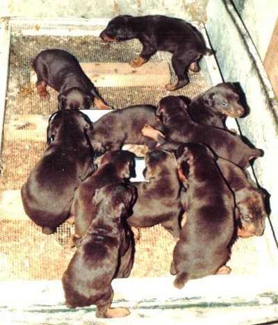 Photo de Dobermann