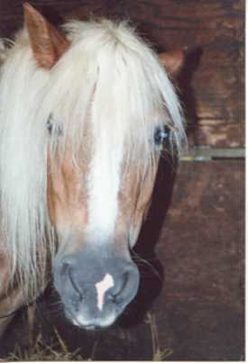 Photo de Haflinger