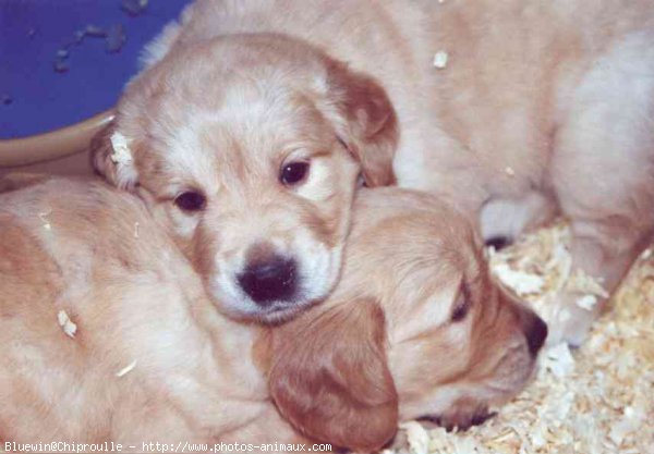 Photo de Golden retriever